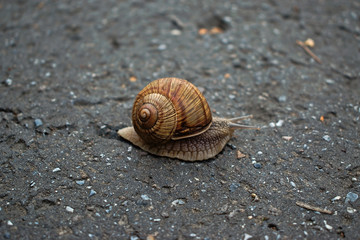 A closeup of a snail crawling on the pavement