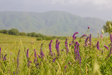 Fototapeta premium Purple flowers in the field in Almaty, Kazakhstan