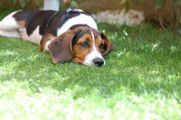 il mio cane in giardino