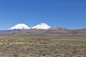 Group of vicuña (Vicugna vicugna) or vicugna