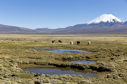 landscape of the Andes Mountains, with llamas grazing.