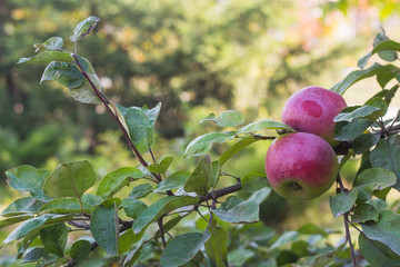 apples on the branch of a tree in autumn orchard