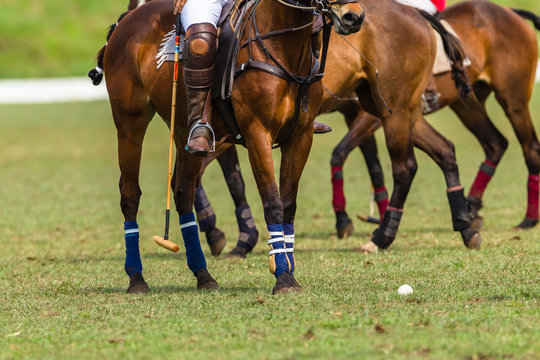 Polo Players Horse equestrian closeup abstract game action