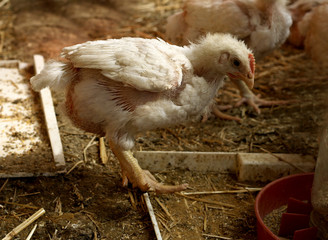 The grown chickens.