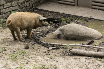 Domestic pig lounging in the mud, and the second looks at him.