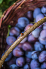 Ladybugs on a basket with plums