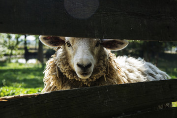 Naklejka premium Sheep behind fence