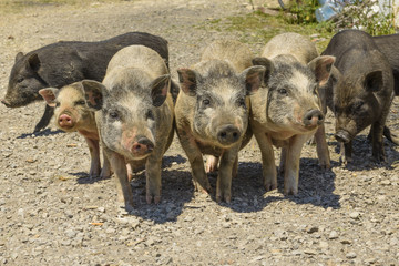 pigs in a barnyard in the village