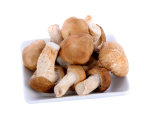 oyster mushrooms in white plate on white background