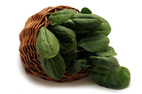 &Sigma;&pi;&alpha;&nu;ά&kappa;&iota; Pinaatti Spinacia oleracea Rau ch&acirc;n vịt Espinaca Spinach &Eacute;pinard Spinaci Echte Spinat पालक Szpinak warzywny Шпинат огородный 菠菜 Spanac תרד Espinafre سبانخ Spinacini