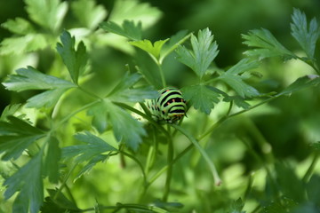 caterpillar on parsley
