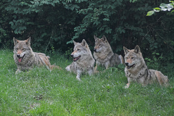 Wolf
