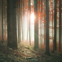 Autumn season sunny and foggy forest background.