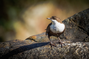 White-throated Dipper