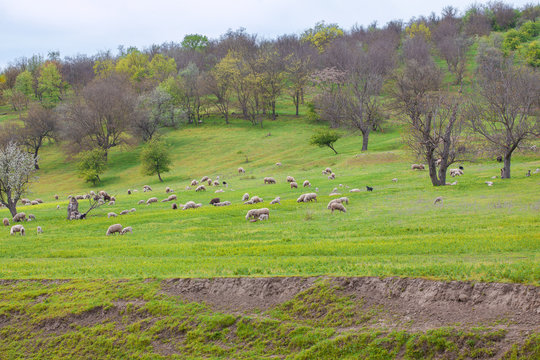 lambs grazing on the meadow