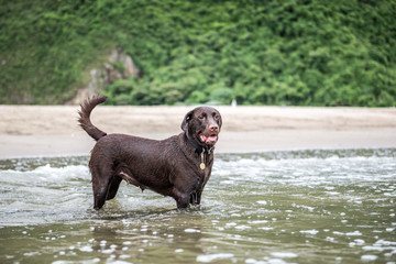 Labrador Retriever playing at the beach