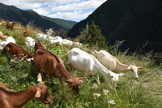capre caprette al pascolo pastore prateria