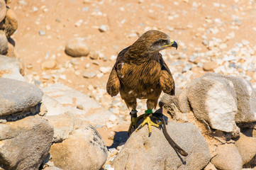 Eagle in Benalmadena national park, Malaga province, Spain.