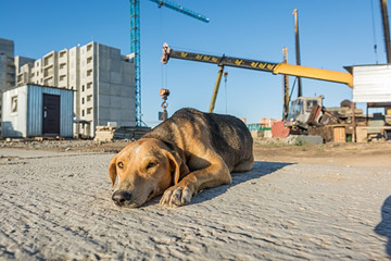 Stray dog eats junk