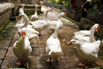 Summer streets of Barcelona