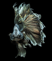 fancy of siamese fighting  fish