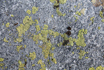 stone texture with lichen as background