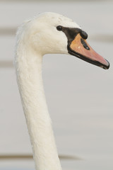 Mute swan close up