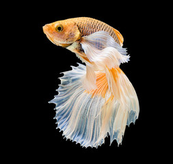 macro white & yellow   moving  Betta