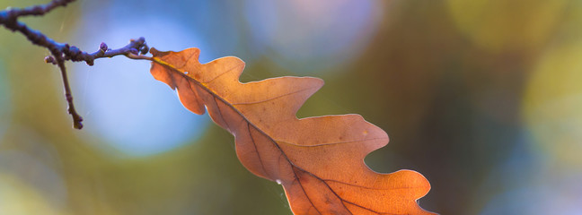 cover leaves oak  fall  blurred