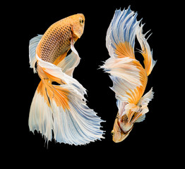 Movement tail of white&yellow siamese fighting fish