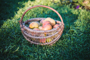 the apples in the basket