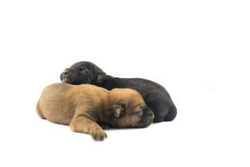 Obraz premium puppy dog lying on white background