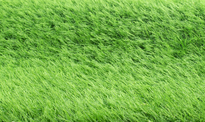 Close up Green Grass background