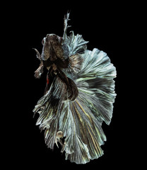 Texture of tail fighting fish