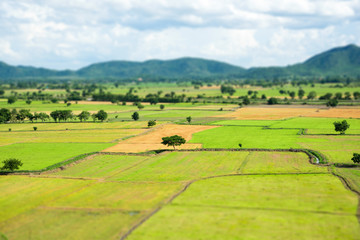 Fototapeta na wymiar Top view of green rice fields and blue sky in Thailand