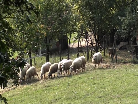 Sheep gazing, walking and resting on a green pasture. Idyllic picture of sheep which graze on green meadow. Serbia organic farm