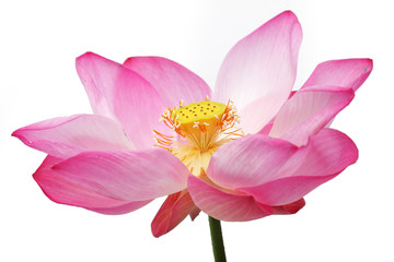 Obraz premium lotus flower isolated on white background.