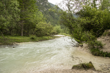 496 - River in the woods of coniferous plants