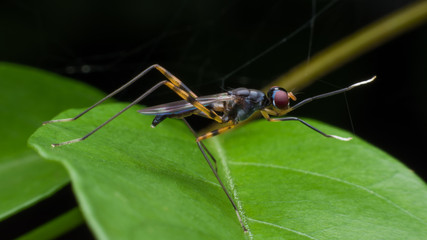 Close up long leg fly