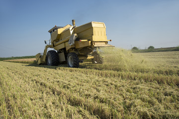 Fototapeta premium Harvesting and threshing rice in Italy