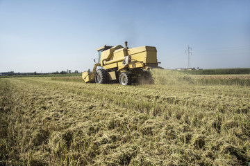 Harvesting and threshing rice in Italy