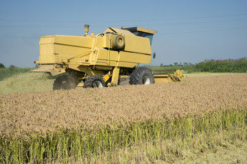 Harvesting and threshing rice in Italy