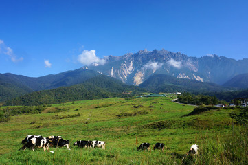 View cattles at Desa Dairy Farm, Kundasang Sabah during beautifu