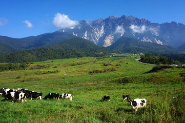 View cows at Desa Dairy Farm, Kundasang Sabah during beautiful f
