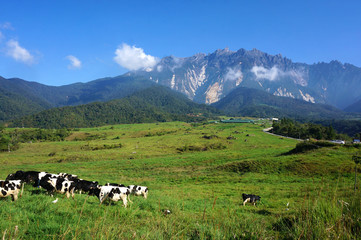 View of cows at Desa Dairy Farm, Kundasang Sabah during beautifu