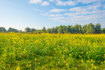 Field with yellow wild flowers in summer - obrazy, fototapety, plakaty