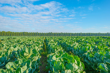 Fototapeta na wymiar Field with vegetables in summer
