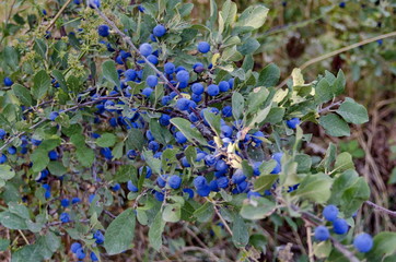Dark blue ripe sloe fruit on branches of blackthorn or Prunus spinosa, Zavet, Bulgaria 