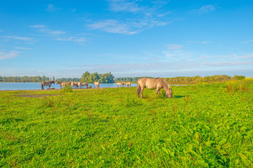 Horses along the shore of a lake in summer