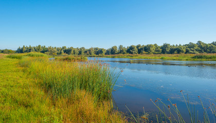 Shore of a lake in summer 